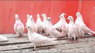 Withe makoy pigeon beautiful breeder pair