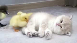 Cross-species friendship: The sleeping adventures of a duck and a kitten