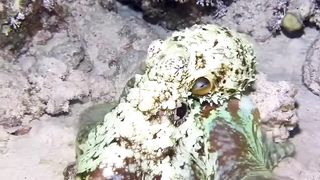 Amazing Octopus
