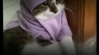 cat looking for a cute mate#fyp