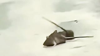 Rat fighting over territory hehehe