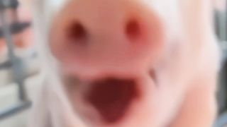 ????animal