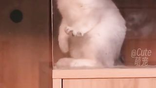 Cat  and dog funny video