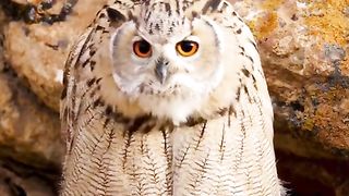 Birds video 4