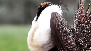 Beutifull nice birds