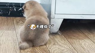 小狗