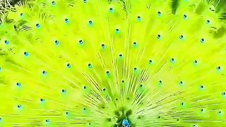 Peacock ???? lovers ♥️