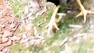 Fighter chicken ????  and black partridge fight 2023
