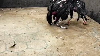 Fighter chicken ???? lover part 1