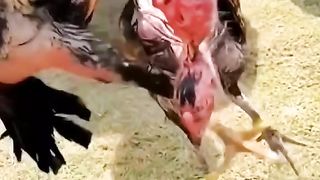 Ninja chicken ????  fight 2023