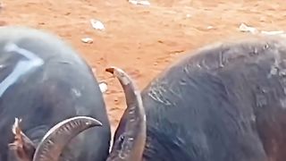 Buffalo ???? bull fight 2023