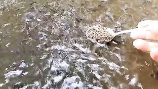 Apakah benar ikan lele harus dipuaskan seminggu sekali atau dua Minggu sekali❓