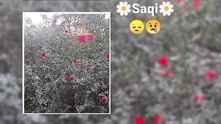 Saqi video