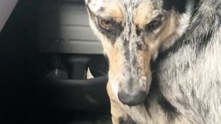 This dog cried because his owner bought a calf