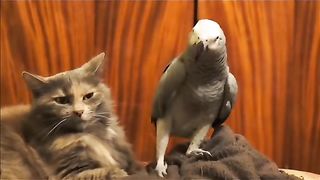 Funny Parrot Viral Video 5