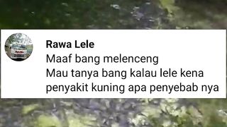 Penyebab ikan lele terkena PENYAKIT KUNING