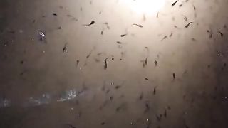 Setelah hujan kolam larva lele ini saya beri probiotik 2 tutup botol