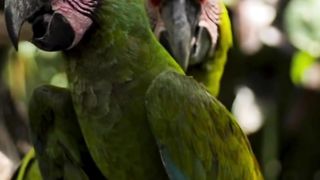 parrot  hindi mein bolane wala