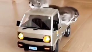 kittens driving a car