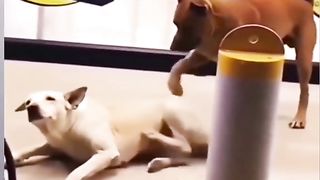 Funny Dog Viral Video 41