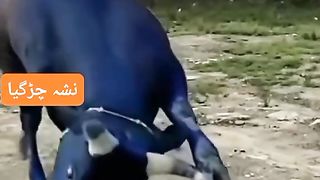 Nasha 4
