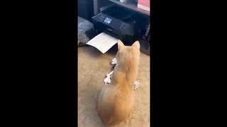 New Funny Animals Video 3