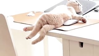 cute funny animals 4