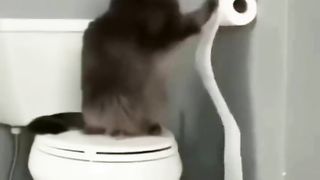 cute funny animal complications
