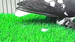 Pigeon for sale