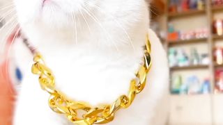 RICH CAT