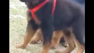Jarman dogs puppy for sale