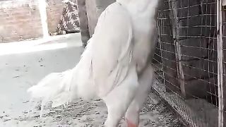 Shamo Aseel murga Ready for sale