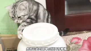 Pet Commentary: Among these famous scenes of cats and dogs stealing food, whose operation is funnier?