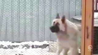 This dancing dog made me laugh for 2 minutes and 48 seconds!!