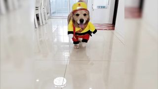A collection of funny stories about a dog walking like a cat. The music plays and the opera spirit possesses him. He can’t stop laughing.