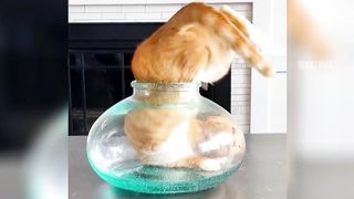 Pet Inventory: Among the cute moments of funny cats, which one do you like more?