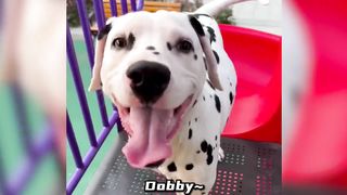 [Smile every day to prevent depression] Collection of funny pets, can you hold back your laughter?