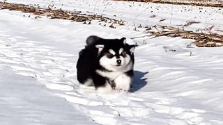 A hilarious collection of dogs getting stuck while walking. When the music starts, the actors come out and you can’t stop laughing.