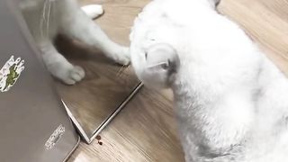 cat attack
