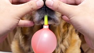 Dog blows balloons