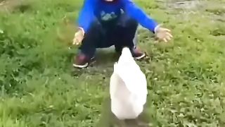 Sweet animal 2