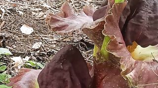 corpse flower