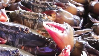 How to Millions of Mud Crab Farming in Box - Soft Shell Mud Crab Farming Technology in Asian