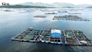 Million ???? Lobster Farm - Raising & Harvesting Lobsters - Lobster Processing