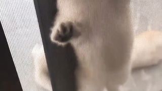 kitten stuck in screen door