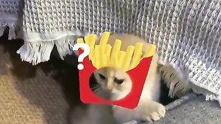 Cat who slipped and fell asleep