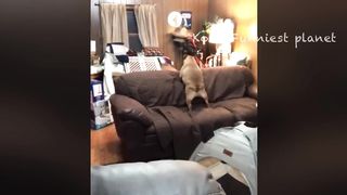funny video 377