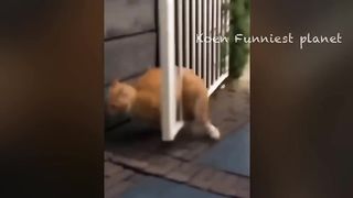 funny video 378