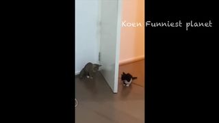 funny video 380