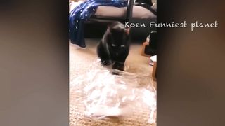 funny video 382